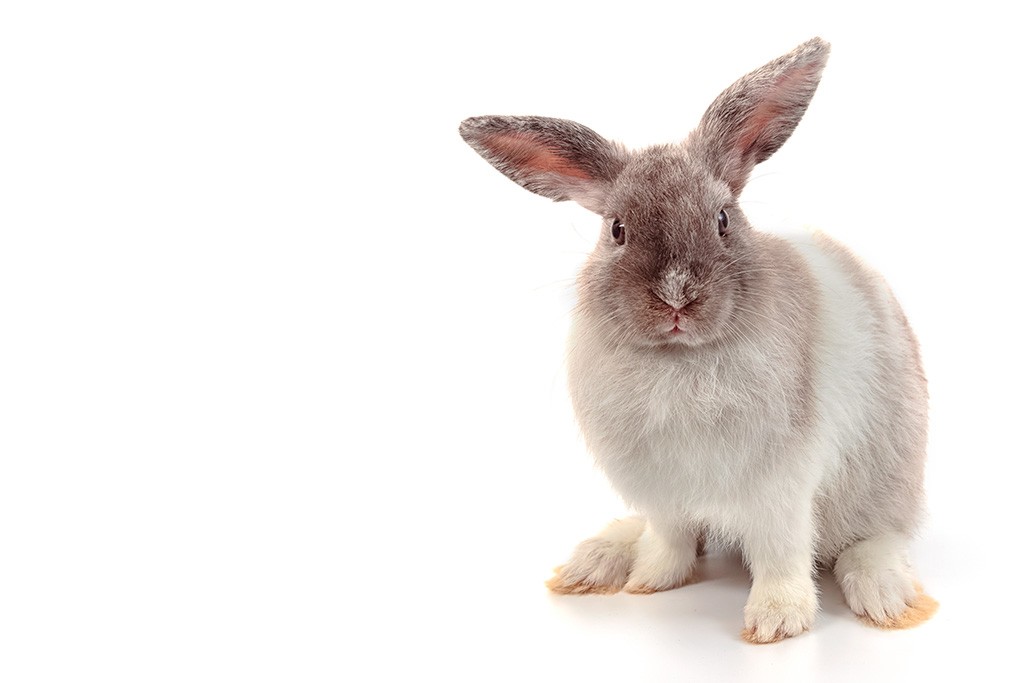graues Kaninchen vor weißem Hintergrund